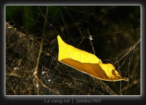 Lá rụng