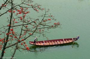 Hoa gạo 3